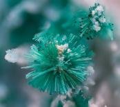 Brochantite and Gypsum from Blue Bell Mine, San Bernadino Co., CA
FOV: 2.56 mm